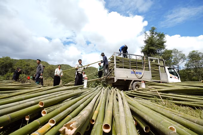 Ấm no nhờ cây trúc sào ảnh 3