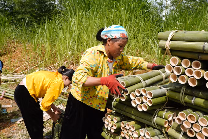 Ấm no nhờ cây trúc sào ảnh 2