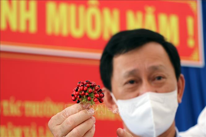 Ông Dương Văn Trang, Bí thư Tỉnh ủy Kon Tum kiểm tra hạt giống giả sâm Ngọc Linh Kon Tum được người dân mua tại huyện Tu Mơ Rông. Ảnh: Cao Nguyên-TTXVN Kon Tum: Nan giải bảo vệ thương hiệu sâm Ngọc Linh ảnh 1