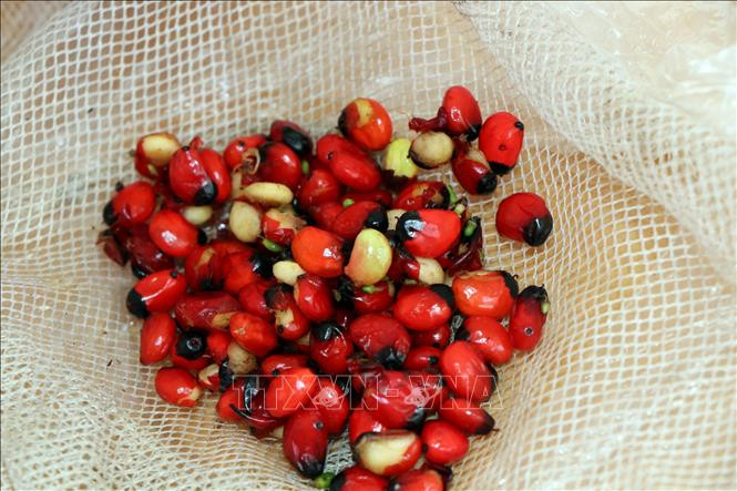 Hạt giống sâm Ngọc Linh Kon Tum thật nhỏ hơn. Ảnh: Cao Nguyên-TTXVN Kon Tum: Nan giải bảo vệ thương hiệu sâm Ngọc Linh ảnh 5