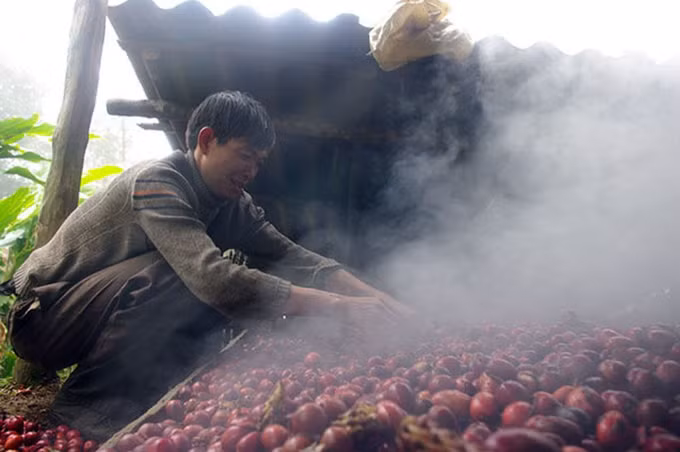 Bất cập khi trồng thảo quả dưới tán rừng ở Lào Cai ảnh 1