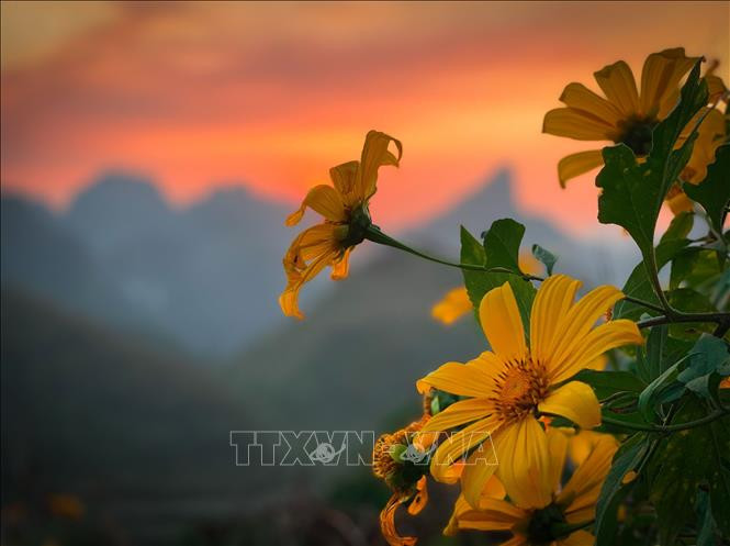 Vẻ đẹp hoang dại của hoa dã quỳ. Ảnh: TTXVN phát Khung cảnh mùa đông nơi biên cương Cao Bằng ảnh 2