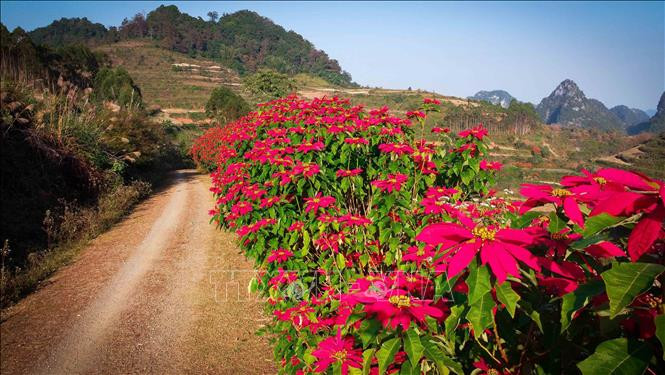 Người dân Cao Bằng thường trồng cây Trạng nguyên để làm hàng rào nương rẫy. Mùa đông đến, những hàng rào trổ hoa đỏ rực rỡ cả một vùng. Ảnh: TTXVN phát Khung cảnh mùa đông nơi biên cương Cao Bằng ảnh 5