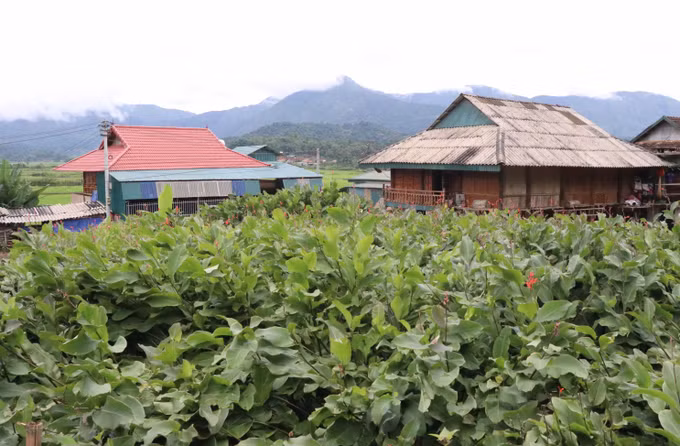 Mường Phăng ngày ấy, bây giờ ảnh 3