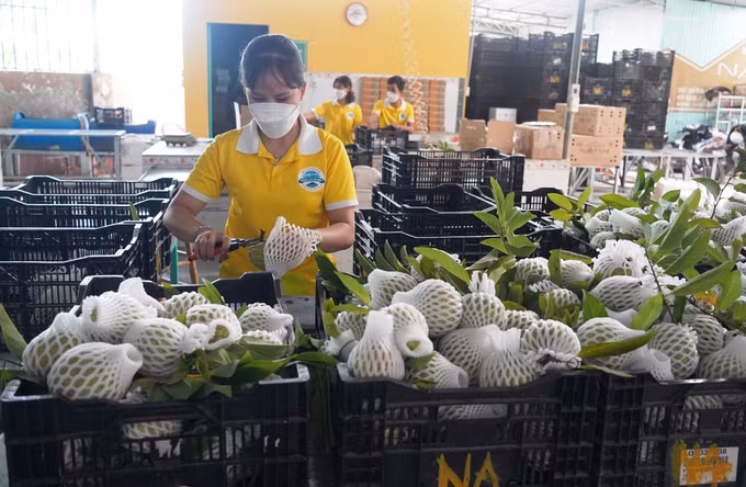 Làm giàu nhờ liên kết trồng na theo quy trình VietGAP ảnh 1