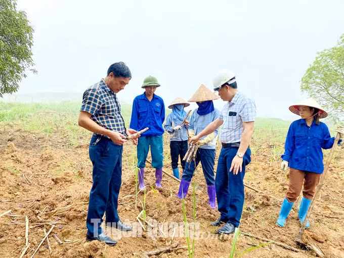 Tuyên Quang hơn 320 ha mía chết do hạn hán ảnh 1