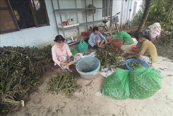 Thu mua cau non tại Bến Tre. Ảnh: Huỳnh Phúc Hậu – TTXVN Cảnh báo tình trạng Bến Tre mở rộng diện tích trồng cau ảnh 2