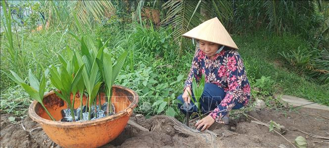 Giá cau non tăng mạnh, người dân mua cau về trồng. Ảnh: Huỳnh Phúc Hậu – TTXVN Cảnh báo tình trạng Bến Tre mở rộng diện tích trồng cau ảnh 1