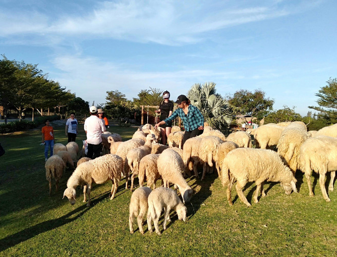 Du khách trải nghiệm du lịch nông trại cừu ở huyện Thuận Nam, Ninh Thuận. Ảnh: TTXVN phát Du lịch Ninh Thuận phục hồi đà tăng trưởng nhanh ảnh 2