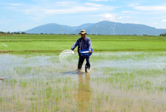 Ninh Thuận: Hướng đi đầy triển vọng từ sản xuất lúa hữu cơ ảnh 1