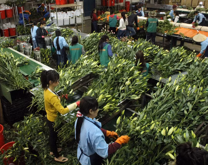 Diện mạo mới ở những vùng nông nghiệp công nghệ cao Lâm Đồng ảnh 6