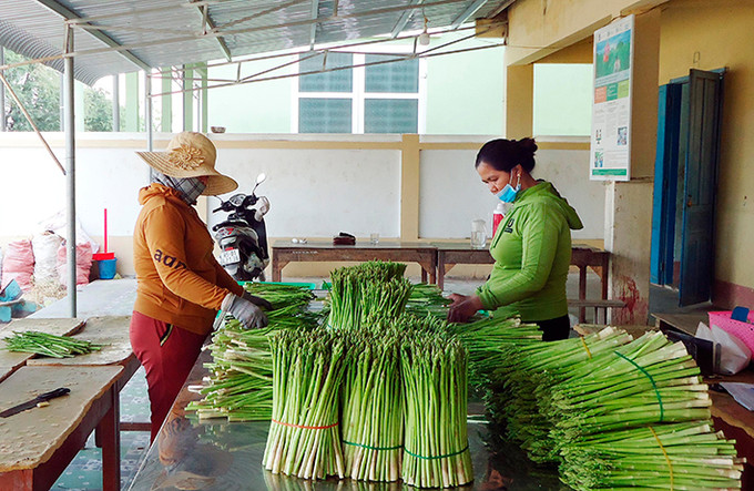 12 hợp tác xã ở Ninh Phước (Ninh Thuận) đã tham gia mô hình liên kết chuỗi giá trị giữa doanh nghiệp - hợp tác xã - nông dân. Ảnh: Công Thử Ninh Phước phát huy vai trò hợp tác xã ở vùng đồng bào dân tộc ảnh 5