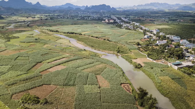 Hòa Bình đưa cây mía vươn xa ra thị trường quốc tế ảnh 2