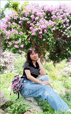 Tranh thủ dịp này, du khách ghi lại cho mình khoảnh khắc mộng mơ cùng hoa bằng lăng. Ảnh: Nguyễn Thành – TTXVN Vẻ đẹp nên thơ của rừng hoa bằng lăng ven biển Ninh Thuận ảnh 6