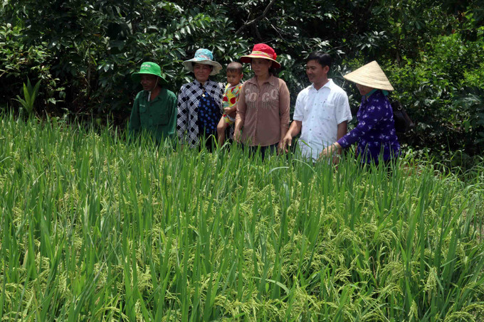 Thăm ruộng lúa của gia đình bà Thị Um, dân tộc Khmer ở ấp Kênh 2. Ảnh: Lê Sen Một cách giúp phụ nữ Khmer làm giàu ảnh 1