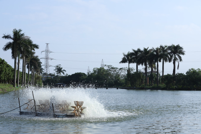 Dùng máy bơm sục khí cung cấp thêm oxy hòa tan cho ao nuôi cá. Ảnh: Ngọc Kỳ Phòng bệnh cho cá nuôi trong giai đoạn chuyển mùa ảnh 1
