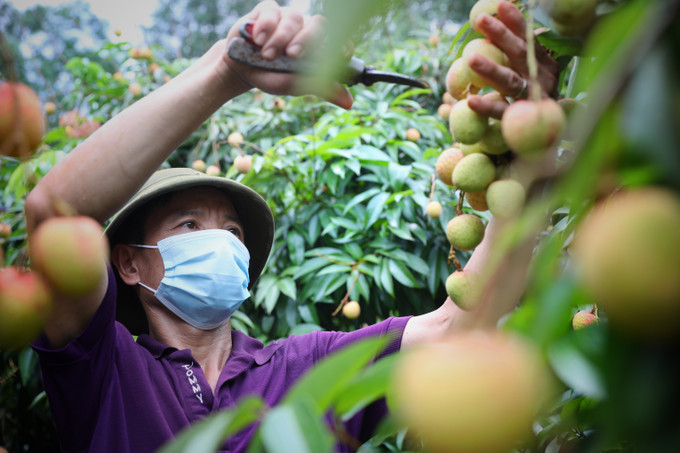 Huyện Lục Ngạn (Bắc Giang) hiện có trên 15.000 ha trồng vải, trong đó diện tích trồng vải theo các tiêu chuẩn VietGAP và GlobalGAP lên tới hơn 70%. Ảnh: Tùng Lâm Bệnh hại vải thiều cuối vụ và biên pháp phòng trừ ảnh 1