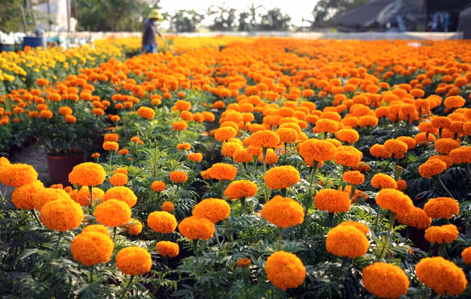 Mùa xuân vùng sông nước Cửu Long ảnh 7