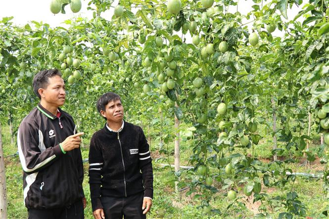 Với nhiều điều kiện thuận lợi, nông dân trồng chanh leo ở Gia Lai đang có niềm tin lớn về loại cây này. Ảnh: Hồng Điệp - TTXVN Thu nhập cao từ trồng cây chanh leo ảnh 6