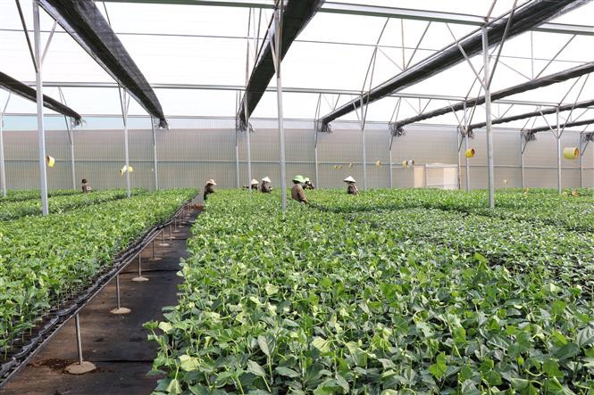 Vườn ươm giống của Công ty Cổ phần Chanh leo Nafoods Gia Lai (Công ty cổ phần Nafoods Group) được người dân tỉnh Gia Lai sử dụng rất nhiều vì giống đạt chuẩn. Ảnh: Hồng Điệp - TTXVN Thu nhập cao từ trồng cây chanh leo ảnh 5