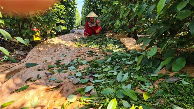 Ngoài giá bán tăng, người dân trồng hồ tiêu trên địa bàn tỉnh Gia Lai đã có một vụ mùa tăng cả về sản lượng lẫn chất lượng nhờ các biện pháp giảm giá thành như tự làm phân phân hữu cơ để bón cho cây tiêu, tưới nhỏ giọt... Ảnh: Hồng Điệp - TTXVN Gia Lai vực dậy vị thế cây "vàng đen" ảnh 2