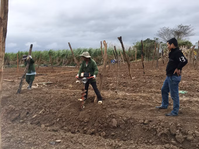 Thu nhập cao từ trồng cây chanh leo ảnh 2