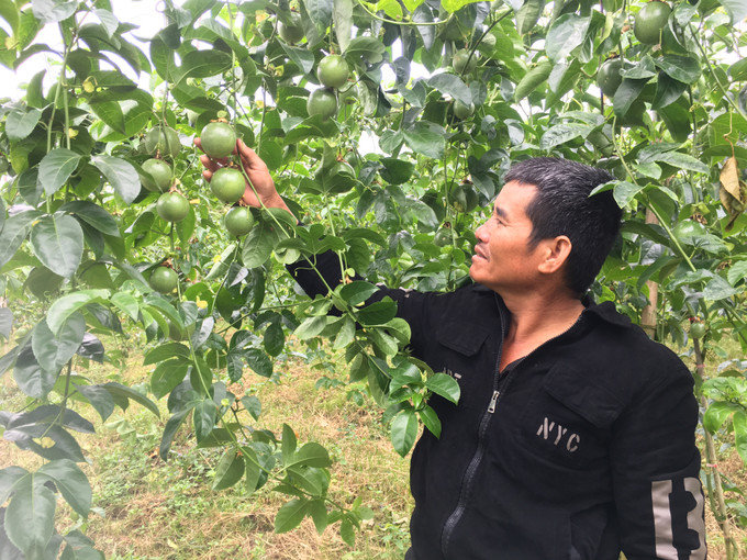 Ông Nguyễn Văn Minh với vườn chanh leo của gia đình. Ảnh: Hồng Điệp - TTXVN Thu nhập cao từ trồng cây chanh leo ảnh 1
