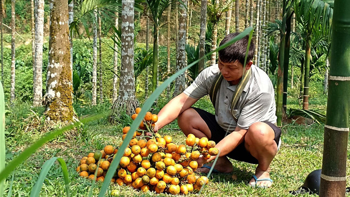 Vườn cau cho thu nhập hàng tỷ đồng/năm của gia đình ông Hà Văn Dũng. Ảnh: Trịnh Duy Hưng - TTXVN Mô hình trồng cau ở miền núi cho thu nhập hàng tỷ đồng mỗi năm ảnh 2