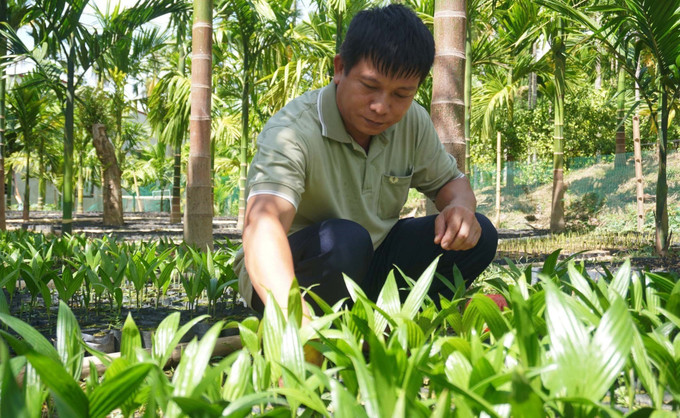 Vườn ươm với hơn 4 vạn cây cau giống của gia đình ông Hà Văn Dũng. Ảnh: Trịnh Duy Hưng - TTXVN Mô hình trồng cau ở miền núi cho thu nhập hàng tỷ đồng mỗi năm ảnh 1