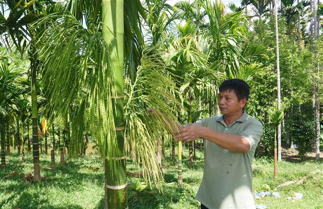 Ông Hà Văn Dũng chăm sóc vườn cau. Ảnh: Trịnh Duy Hưng - TTXVN Mô hình trồng cau ở miền núi cho thu nhập hàng tỷ đồng mỗi năm ảnh 3