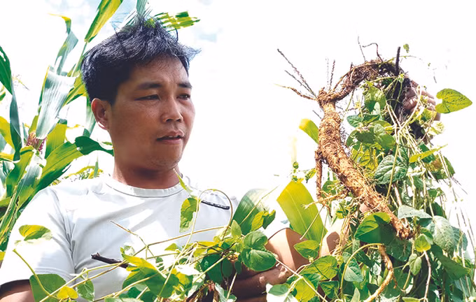 Tây Giang – Nét mới trên quê hương anh hùng ảnh 6