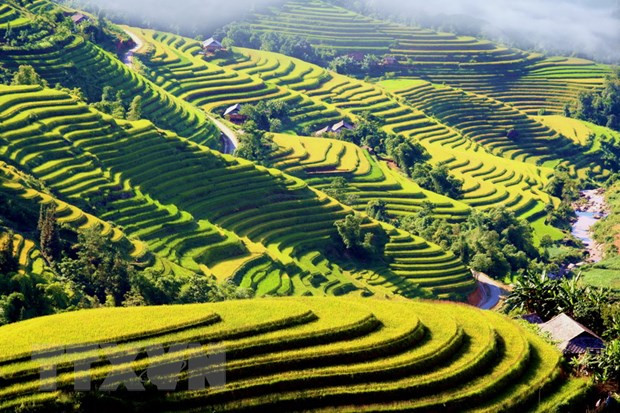 Cả một vùng đồi núi rộng lớn phủ màu vàng quyến rũ. Ảnh: Đỗ Bình - TTXVN Vào mùa cơm mới ở Hà Giang ảnh 1