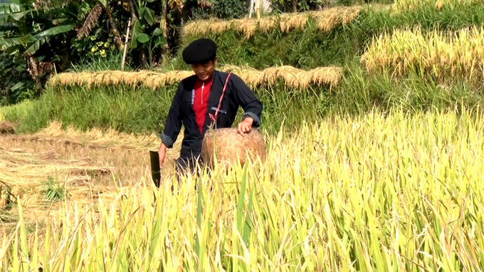 Nghi lễ đón rước hồn lúa mới trong lễ cúng. Nguồn: baohagiang.vn Vào mùa cơm mới ở Hà Giang ảnh 6
