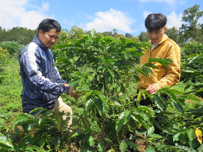 Cà phê xứ lạnh đang dần có chỗ đứng trên thị trường ảnh 2