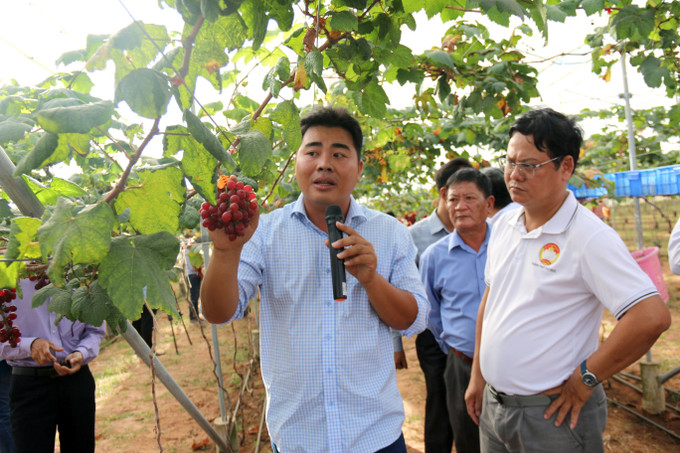 Đại biểu nghe giới thiệu về mô hình trồng nho công nghệ cao tại huyện Hàm Thuận Nam (Bình Thuận). Ảnh: Nguyễn Thanh – TTXVN Bình Thuận: Phát huy vai trò của Mặt trận Tổ quốc trong xây dựng nông thôn mới và giảm nghèo ảnh 2