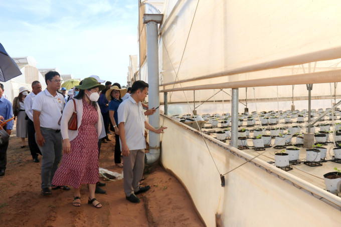 Đại biểu tham quan khu trồng dưa lưới công nghệ cao tại huyện Hàm Thuận Nam (Bình Thuận). Ảnh: Nguyễn Thanh - TTXVN Bình Thuận: Phát huy vai trò của Mặt trận Tổ quốc trong xây dựng nông thôn mới và giảm nghèo ảnh 3