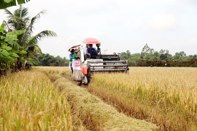 Máy cắt thu hoạch lúa vụ Thu Đông 2023 ở huyện Thới Lai (Cần Thơ). Ảnh: Thu Hiền - TTXVN Thị trường nông sản: Giá gạo giảm mạnh hơn so với giá lúa ảnh 1