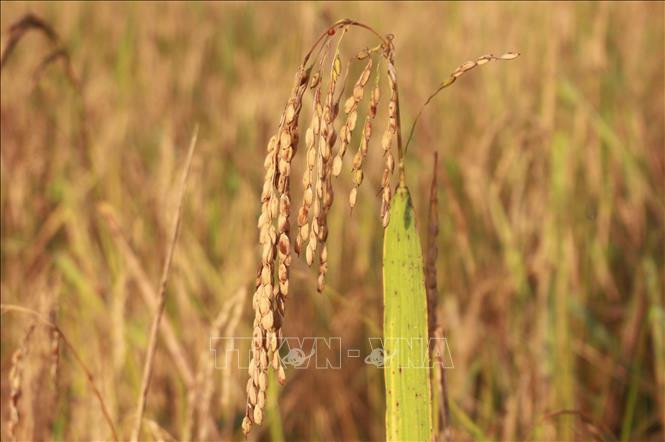 Một cọng lúa rẫy với những hạt lúa to, căng tròn, dấu hiệu lúa được mùa. Ảnh: Phan Sáu - TTXVN Mùa lúa rẫy của đồng bào T’rin ở Khánh Hòa ảnh 1
