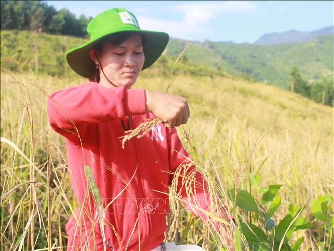 Chị Cà Nơ tuốt lúa rẫy đổi công cho chị Cà Thêm, xã Giang Ly, huyện Khánh Vĩnh, tỉnh Khánh Hòa. Ảnh: Phan Sáu – TTXVN Mùa lúa rẫy của đồng bào T’rin ở Khánh Hòa ảnh 6