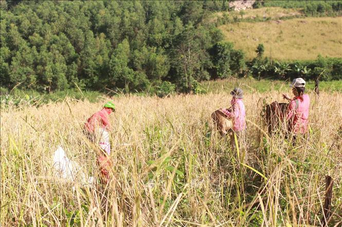 Bà con, họ hàng đổi công tuốt lúa rẫy cho nhau để thu hoạch vụ mùa được nhanh và tránh lúa chín rụng trên rẫy. Ảnh: Phan Sáu – TTXVN Mùa lúa rẫy của đồng bào T’rin ở Khánh Hòa ảnh 2