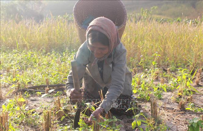Bà Cà Dy hướng dẫn cách người đồng bào T' rin đồng lúa rẫy, chỉ cần đào lỗ, thả hạt lúa và chờ 6 tháng để thu hoạch. Ảnh: Phan Sáu – TTXVN Mùa lúa rẫy của đồng bào T’rin ở Khánh Hòa ảnh 7