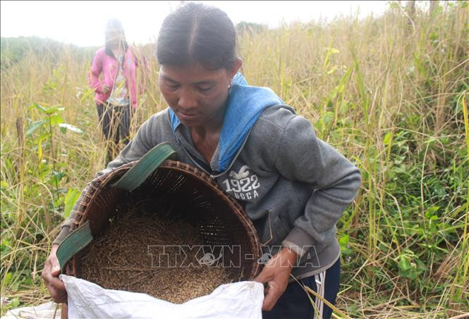 Lúa sau khi tuốt đầy vào gùi được đổ vào bao để đưa về nhà phơi. Ảnh: Phan Sáu – TTXVN Mùa lúa rẫy của đồng bào T’rin ở Khánh Hòa ảnh 8
