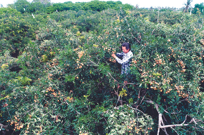 Thu hoạch Thanh Nhãn tại hộ gia đình bà Trần Kiều ở ấp Giồng Nhãn A, xã Hiệp Thành, thành phố Bạc Liêu (Bạc Liêu). Ảnh: Thanh Nhã Thanh nhãn Bạc Liêu ảnh 1