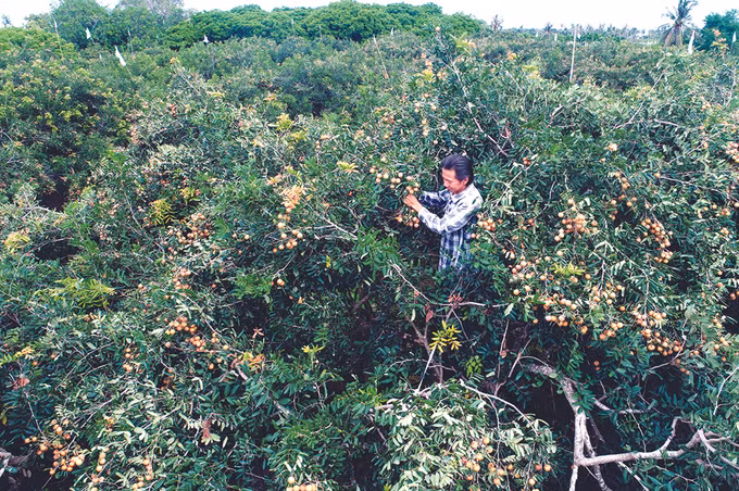 Thanh nhãn Bạc Liêu ảnh 1