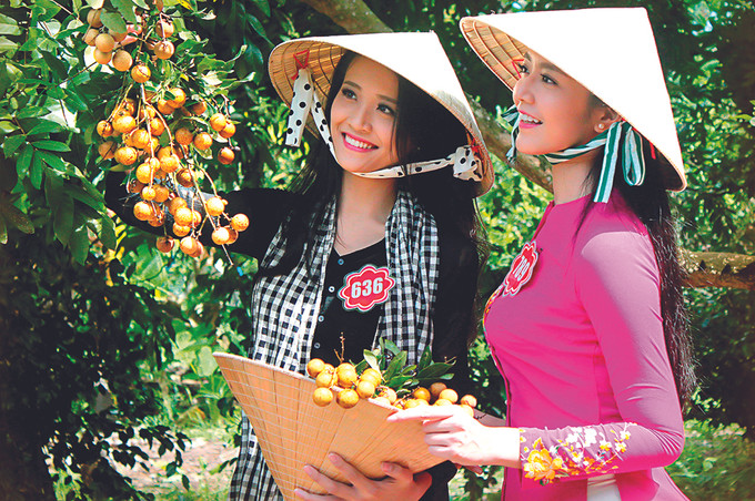 Khi đến mùa thu hoạch, vườn Thanh Nhãn Bạc Liêu trở thành điểm đến thu hút nhiều bạn trẻ. Ảnh: Thanh Nhã Thanh nhãn Bạc Liêu ảnh 4