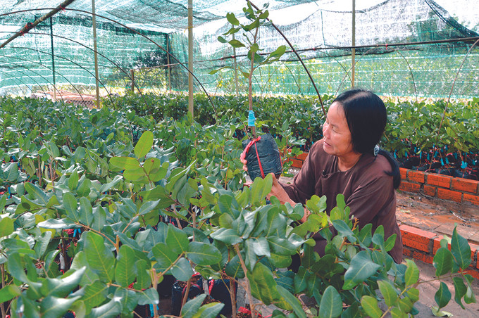 Bà Trần Kiều kiểm tra giống Thanh Nhãn tại vườn ươm của gia đình ở xã Hiệp Thành, thành phố Bạc Liêu (Bạc Liêu). Ảnh: Thanh Nhã Thanh nhãn Bạc Liêu ảnh 3