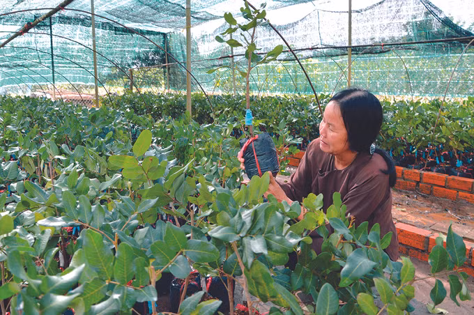 Thanh nhãn Bạc Liêu ảnh 3