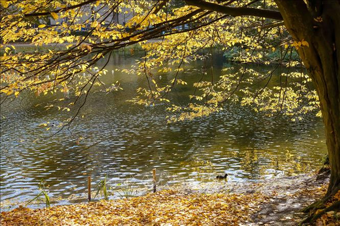 Cảnh đẹp mùa thu tại thị trấn Konigswinter, gần Bonn, miền tây nước Đức. Ảnh: THX - TTXVN Cảnh đẹp mùa thu ở châu Âu ảnh 3