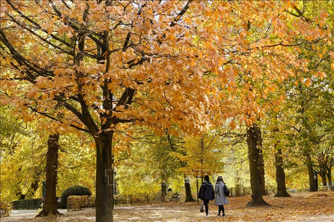 Sắc thu vàng trong công viên ở Brussels, Bỉ. Ảnh: THX - TTXVN Cảnh đẹp mùa thu ở châu Âu ảnh 2