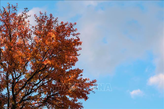 Lá phong được nhuộm đỏ vào mùa thu tại Brussels, Bỉ. Ảnh: THX - TTXVN Cảnh đẹp mùa thu ở châu Âu ảnh 5